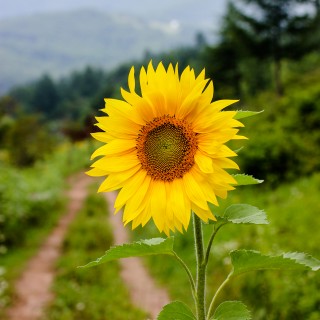 해바라기/이경진